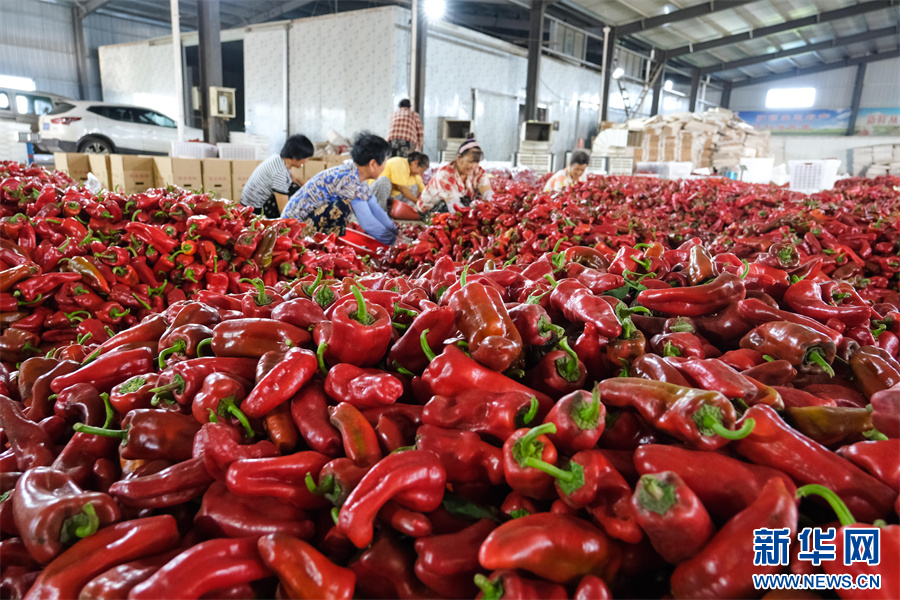 PDChinaLife's tweet image. Over 133 hectares of chili peppers are embracing a bumper harvest at a planting base in Wuhe County, east China&apos;s Anhui Province, keeping workers busy picking, sorting, and packaging the vibrant red crops.
