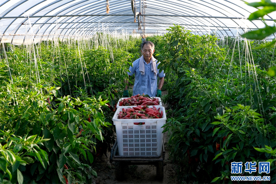 PDChinaLife's tweet image. Over 133 hectares of chili peppers are embracing a bumper harvest at a planting base in Wuhe County, east China&apos;s Anhui Province, keeping workers busy picking, sorting, and packaging the vibrant red crops.