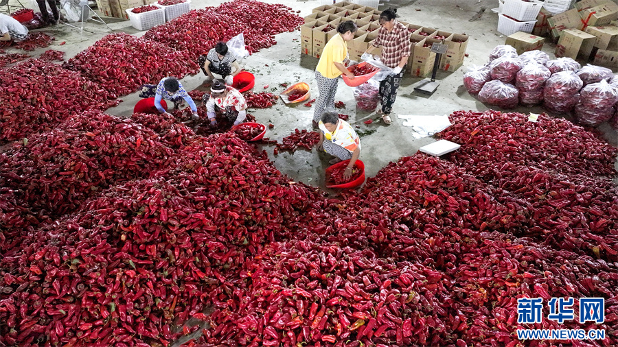 PDChinaLife's tweet image. Over 133 hectares of chili peppers are embracing a bumper harvest at a planting base in Wuhe County, east China&apos;s Anhui Province, keeping workers busy picking, sorting, and packaging the vibrant red crops.