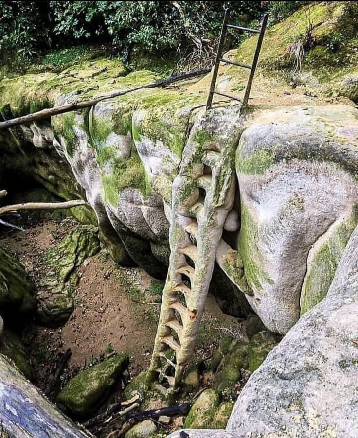 RjNol's tweet image. Yet another demonstration that disproves the official narrative that petrification takes millennia to occur.