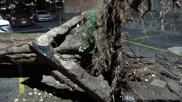 DigitaMorelos's tweet image. La intensa lluvia que cayó esta noche en distintos puntos de Cuernavaca provocó múltiples afectaciones. Se reportó la caída de al menos tres árboles, dos de los cuales impactaron directamente sobre vehículos estacionados. 🌧️🪵🚘📍 Los incidentes ocurrieron en zonas como Ocotepec.