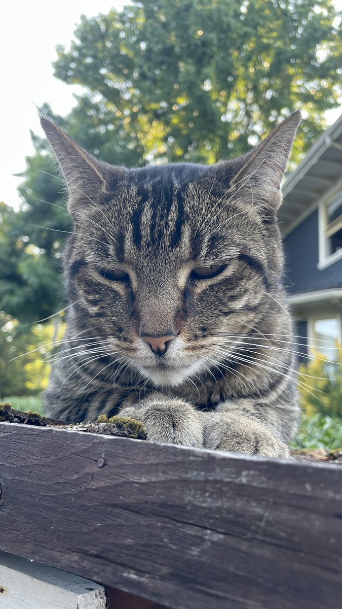 shepard_tina's tweet image. Tonight's walk included perfect weather, views of the mountain, a grouchy (albeit cute) bookkeeper, and sailboat races. #wawx @MtRainierWatch #freelittlelibrary