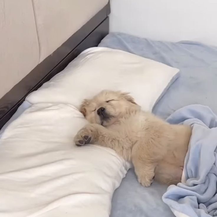 Popularpuppies © (@popularpuppies3) on Twitter photo 