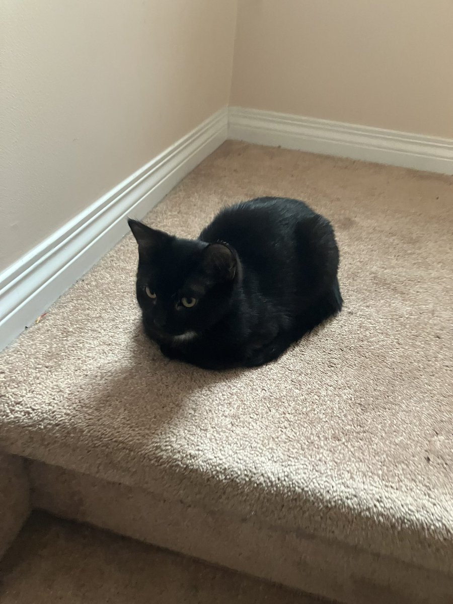cvpid_arrow's tweet image. they said itd never be doneβ¦@kandiboyraverr specifically HATED his loaf && called him STOOPID !!! but he did itβ¦he achieved the perfect loafβ¦im so proud of u mr mew