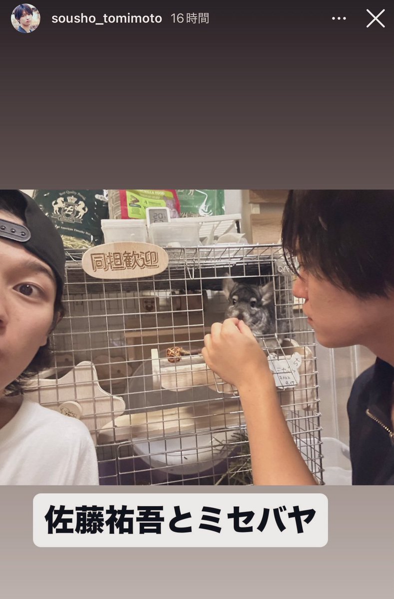 satoyugodesu's tweet image. なぜかそーしょーと定期的に会うので
ミセバヤがそーしょーに慣れてきました。