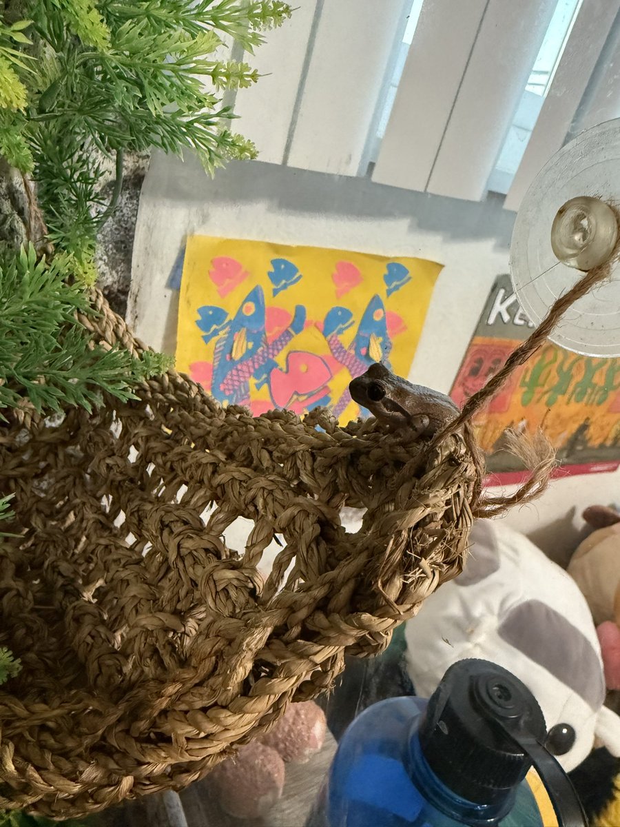 meow_maws's tweet image. Moved my little guy into a bigger home