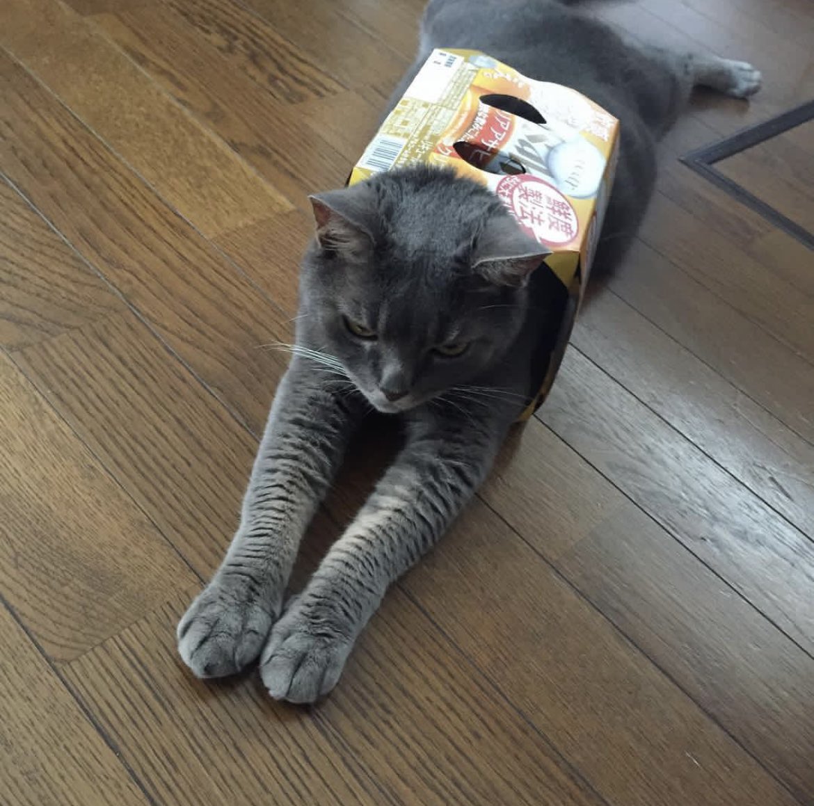 ShunToki_15's tweet image. #メルにゃり箱スポGP
ウチの子はビールの箱にスポでしたわ🐱
足もびろ〜んとしてた😊