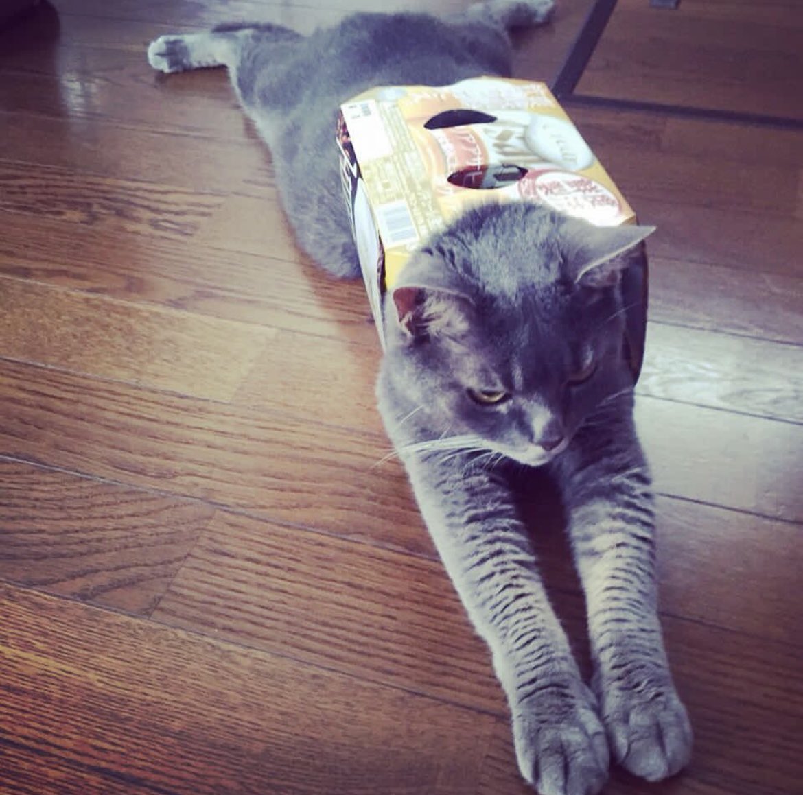 ShunToki_15's tweet image. #メルにゃり箱スポGP
ウチの子はビールの箱にスポでしたわ🐱
足もびろ〜んとしてた😊