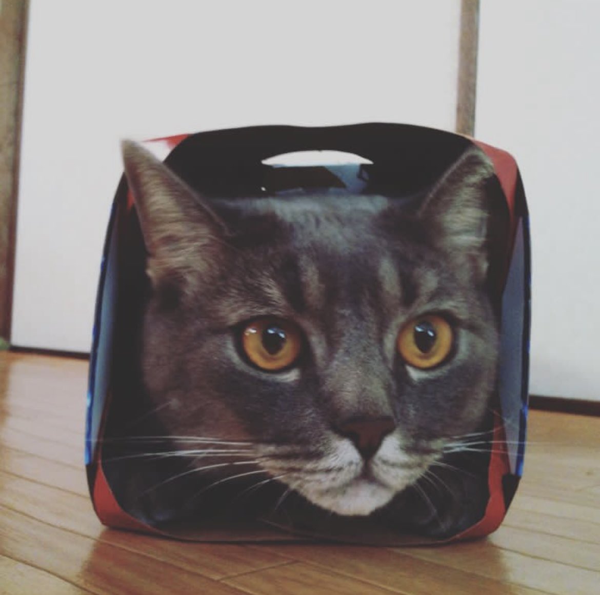 ShunToki_15's tweet image. #メルにゃり箱スポGP
ウチの子はビールの箱にスポでしたわ🐱
足もびろ〜んとしてた😊