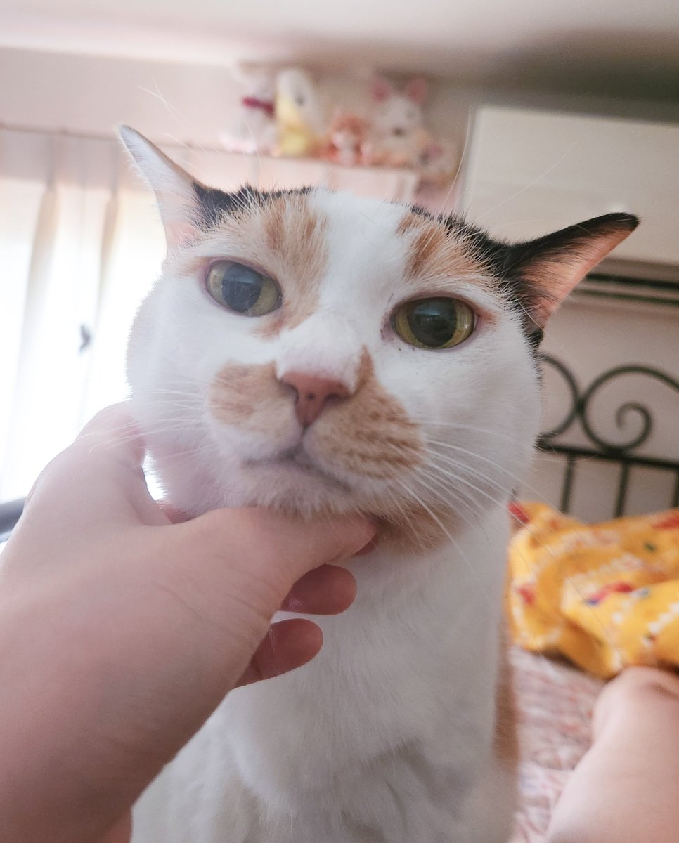 haaaaaaaannn's tweet image. ご飯も水も入ってるのに朝からにゃうにゃう起こしに来るから暫くナデナデして可愛いねって言ってたら満足したのか横で寝だした。
猫、そういうとこやぞ。