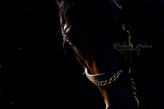 This photo has become one of my all time favorites…just happened to catch the right light that was amazing this morning, and the perfect backdrop! Disco Time, winner of the Lecomte is owned by <a href="/JuddmonteFarms/">Juddmonte</a>. He’s a handsome colt that is fun to watch on the track and off!!! 🏇🏻