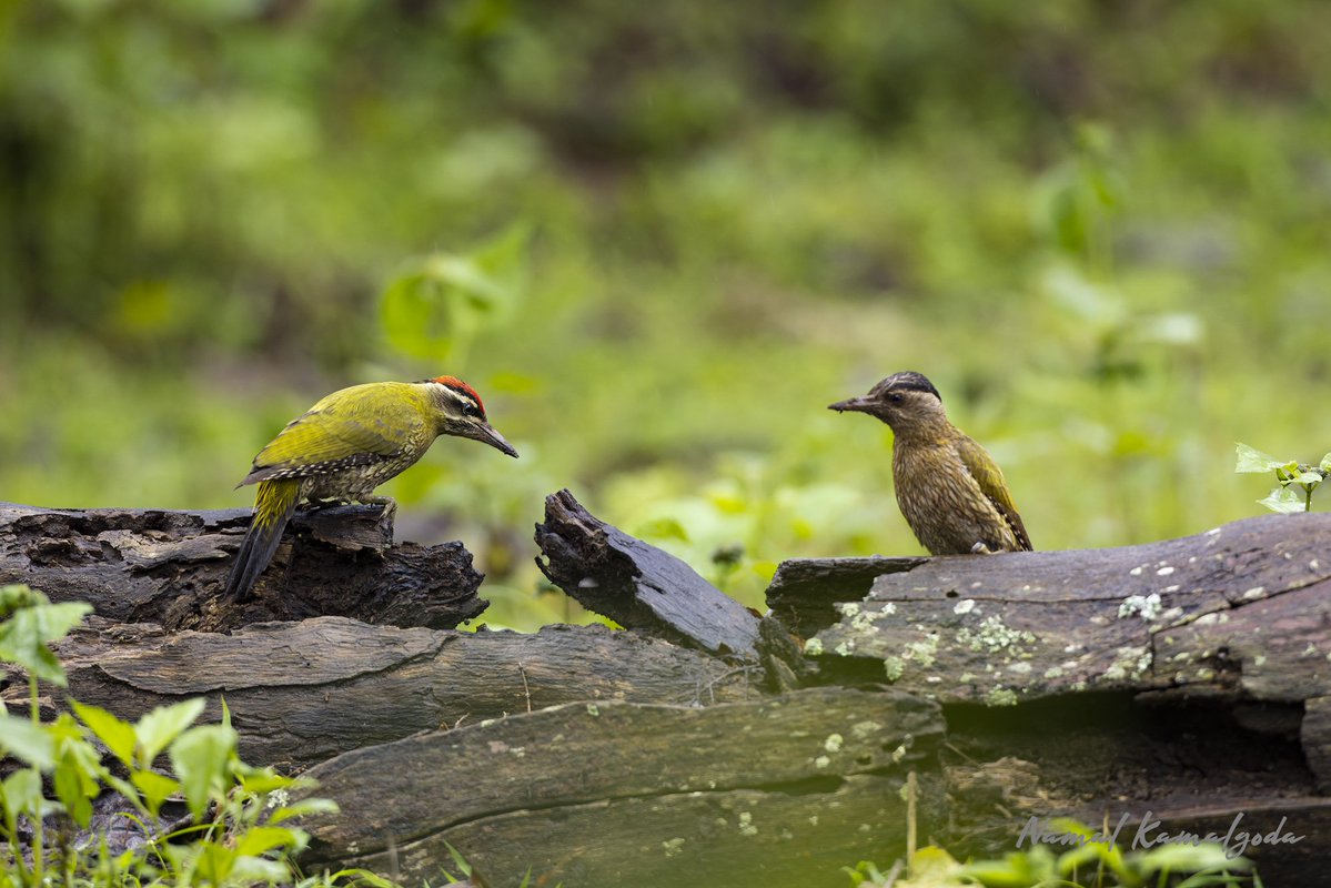 Namalkamalgoda's tweet image. A pair of Streak-throated Woodpeckers in Nagarahole National Park. A very common Woodpecker in this Park.

#india #birdsofindia #nagarholenationalpark #kabini #canonwildlife #woodpecker #streakthroatedwoodpecker #natgeowild #bbcwildlifemagazine #planetearth #canonwildlife