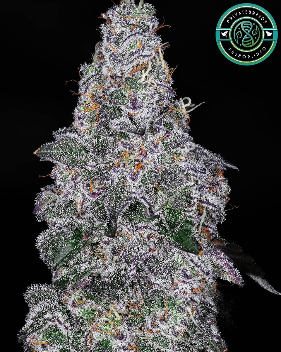 Privatebreeds's tweet image. Perfect Ghost #13 x Citrus Fowl aka (Garlic Lime VA x Turkey Bag)
These are beyond crazy mouth coating totally unique terp profiles, just dripping in maxed out terps. Killers highs as well for daytime. Going on 3rd round of testing 🚀. Very impressed with how savage the flowers…