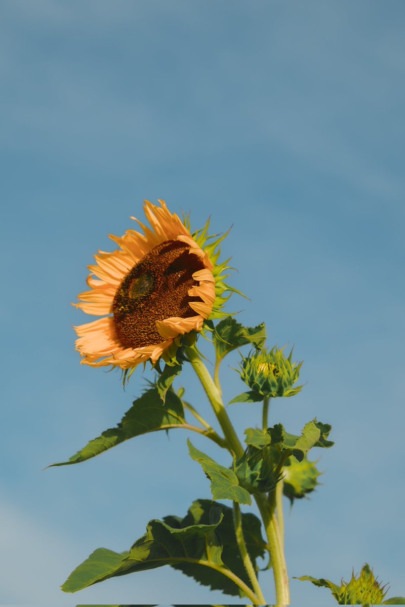 tonakai's tweet image. Sigma BF+65mm F2
新しいカラーモードRichをベースにして現像しました。現像って料理と似てる気がします。どこまで手を加えるか悩みどころですね。いまの気分はこんな感じです。
機材提供:株式会社シグマ
#Sigma65mmF2Contemporary
#Sigma #SigmaIseries #PR