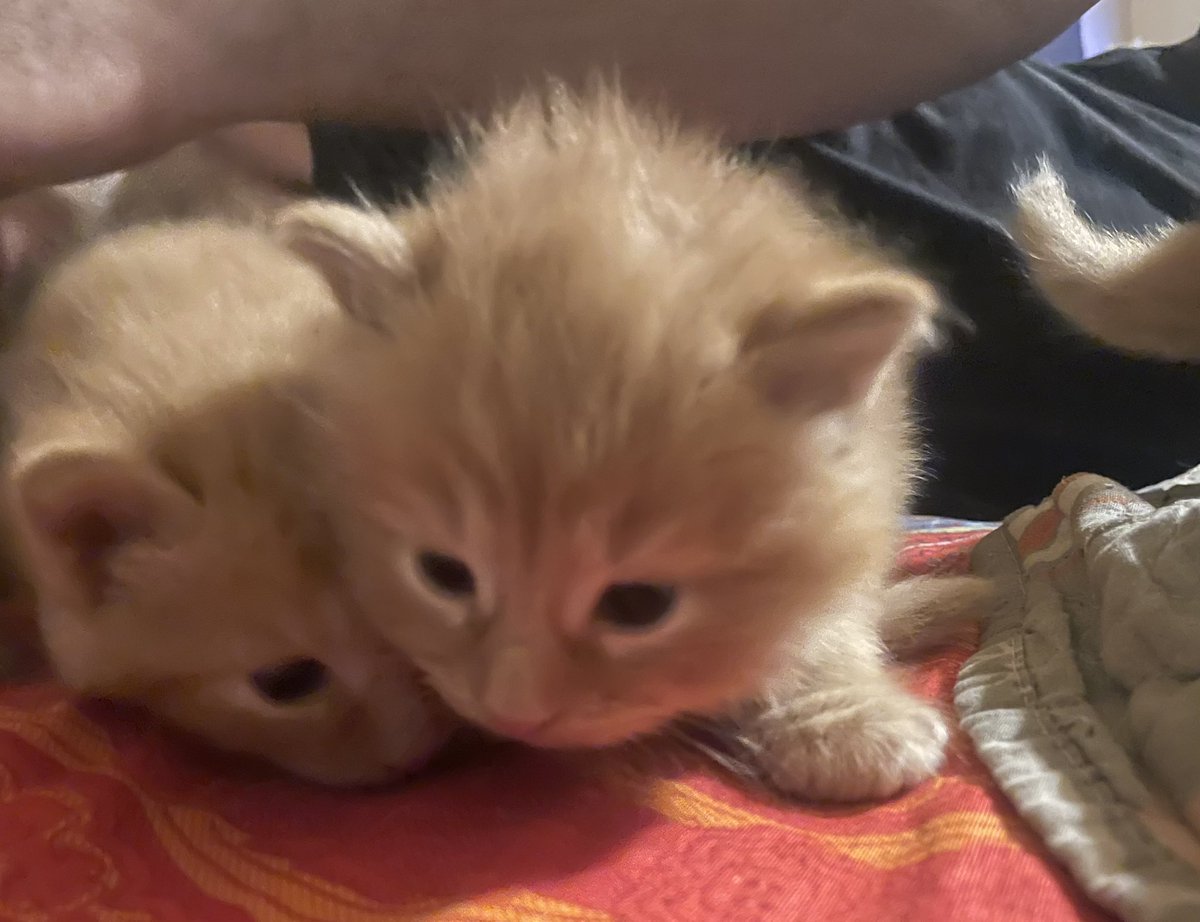 lisamarie552's tweet image. Spent 3 hours playing transplant plant Tetris. Time for kitten cuddles.
