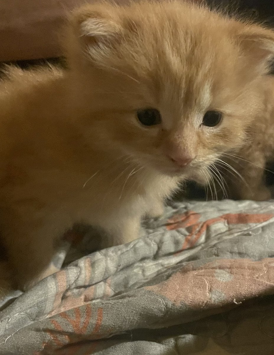 lisamarie552's tweet image. Spent 3 hours playing transplant plant Tetris. Time for kitten cuddles.