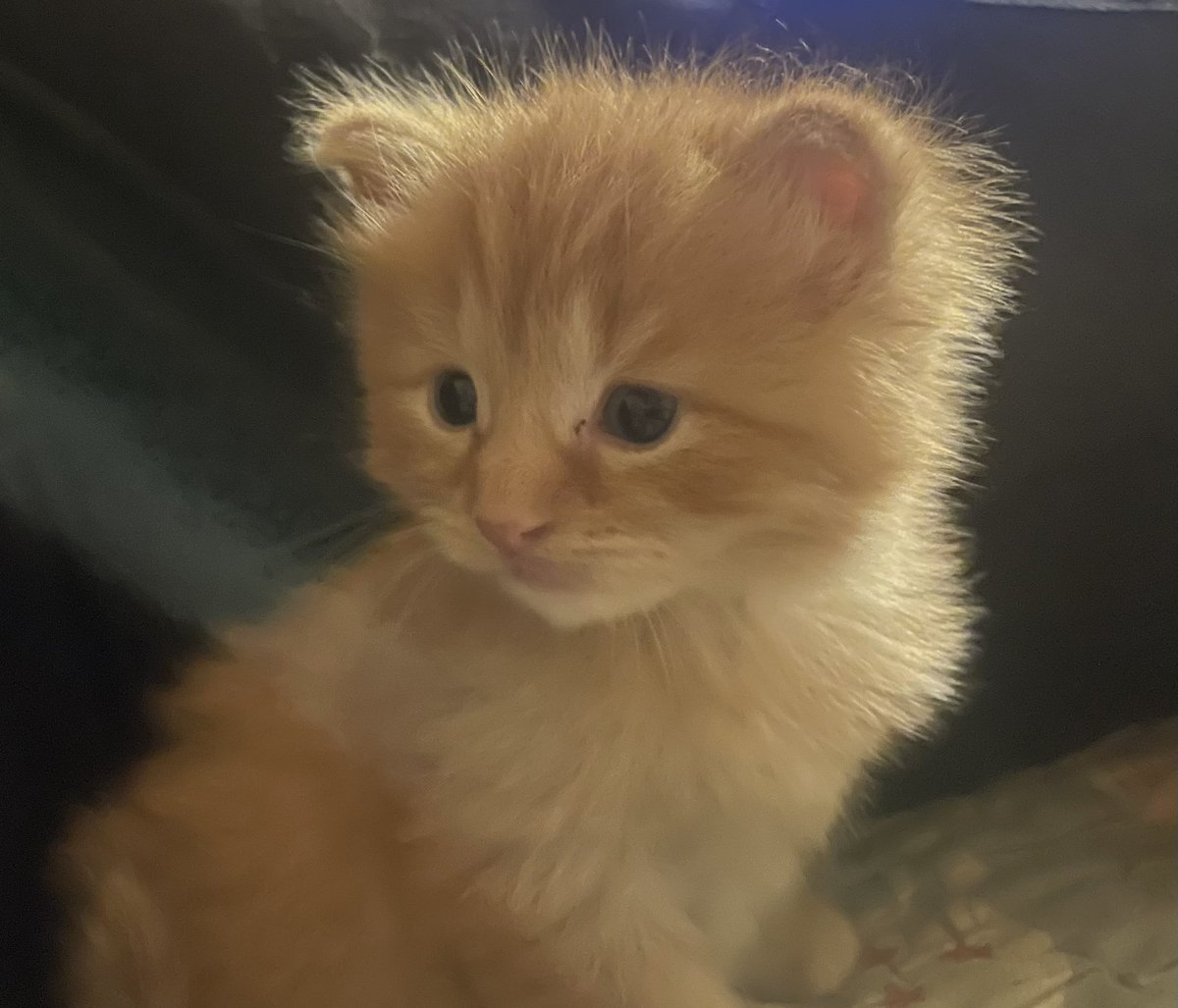 lisamarie552's tweet image. Spent 3 hours playing transplant plant Tetris. Time for kitten cuddles.