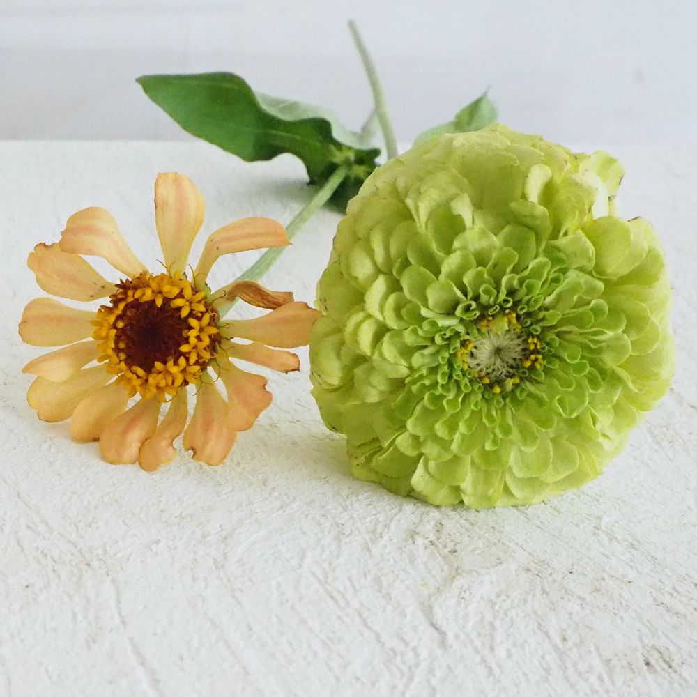 hanalabonote's tweet image. まいにち切花図鑑💐
【ジニア】
夏花壇で活躍するジニア(百日草)ですが、最近は切花もかわいい品種が続々。
初夏~秋に楽しめる切り花のひとつです。
微妙なニュアンスカラーが人気✨