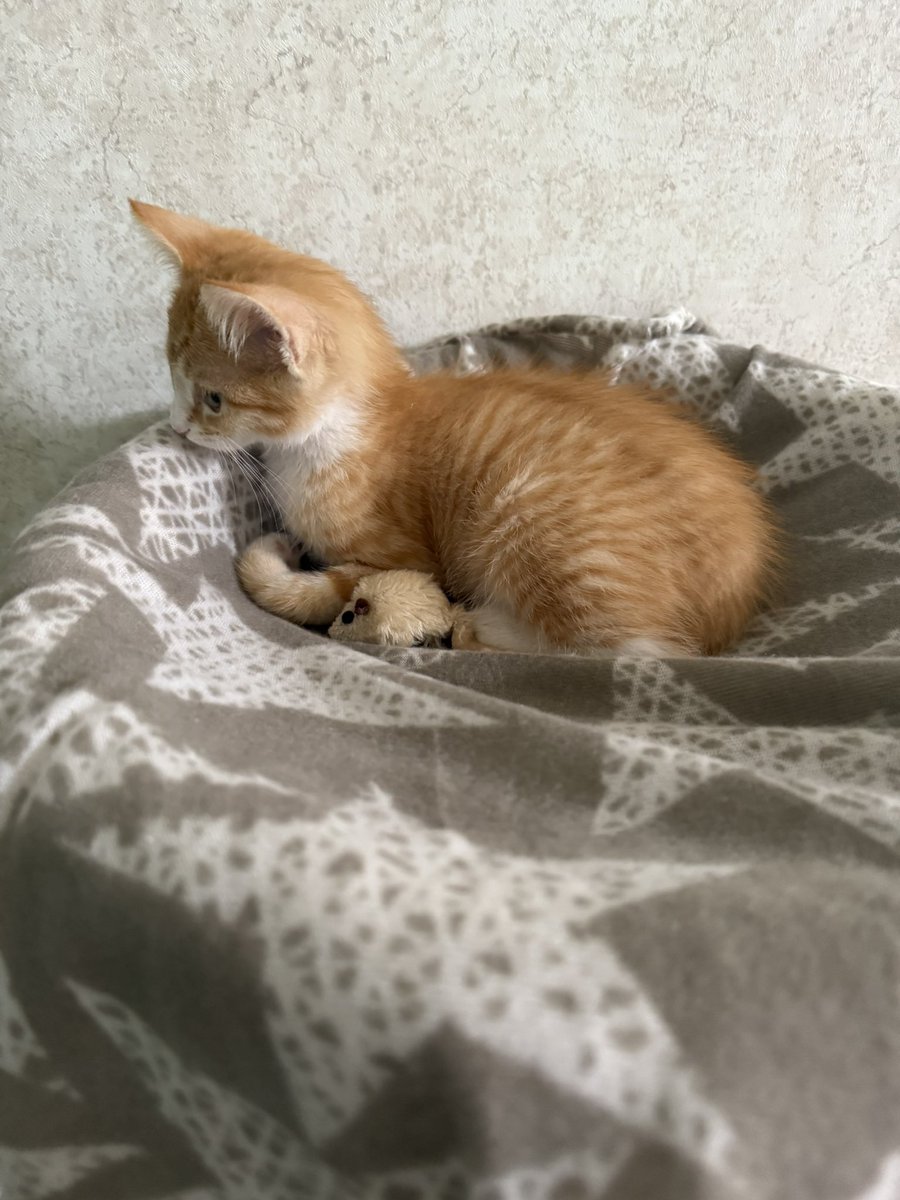 So the plan was to stream this evening but, I ended up adopting a kitten! Lol. My son is so excited and my golden retriever (named Vader) is trying to figure out what it is. Lol. I’ll be back on stream tomorrow evening! 🤘🔥