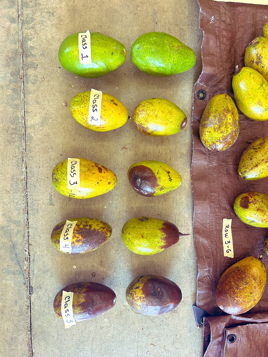 Tropical Plant Clinic & Research Lab tweet media