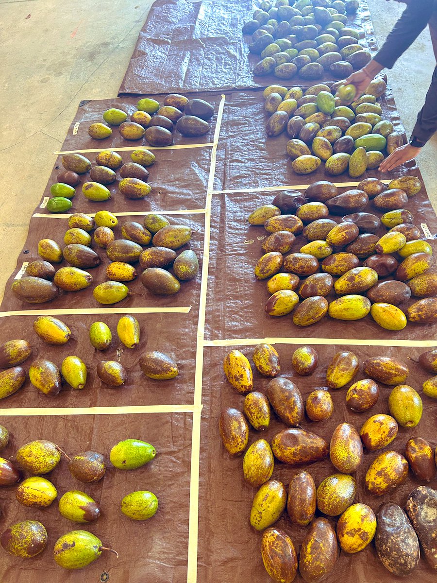 Tropical Plant Clinic & Research Lab tweet media