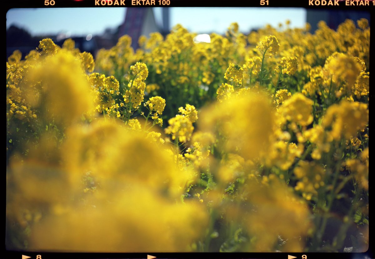 noroshi_fotos's tweet image. おはようございます
バチクソお腹痛くて起きました
Welta Superfekta
Meyer Trioplan 10cm f3.8
Kodak Ektar100
#中判フィルム #6x9