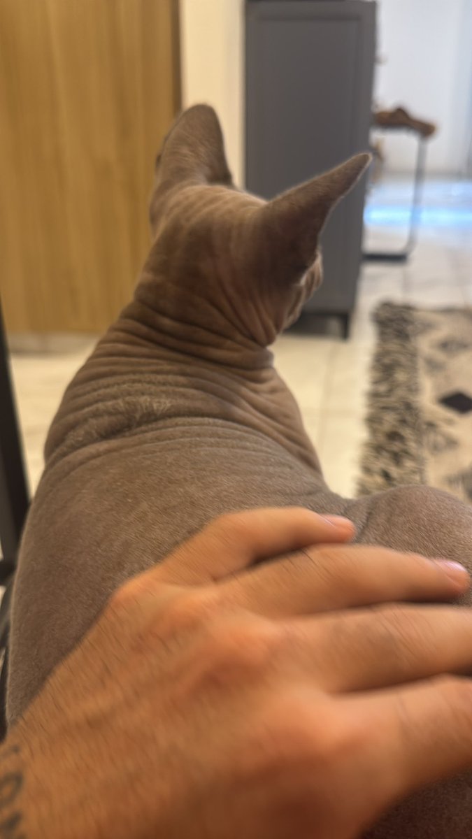 El Bastiandelfin tweet media