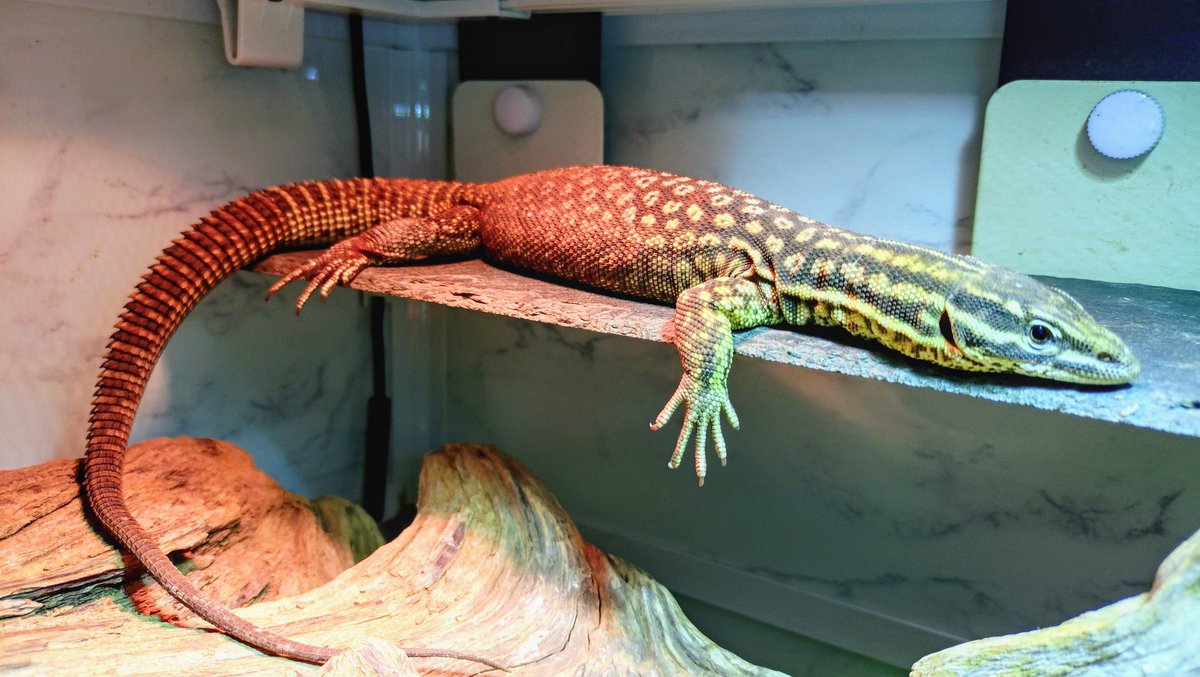 wanted_to_pet's tweet image. アトラス🦎をお迎えして2年経過❗️
体重35g→136g
もっとあるかと思ったけど🤔
最近はケージの手前で寝るようになってくれたね😊
#リッジテールモニター
