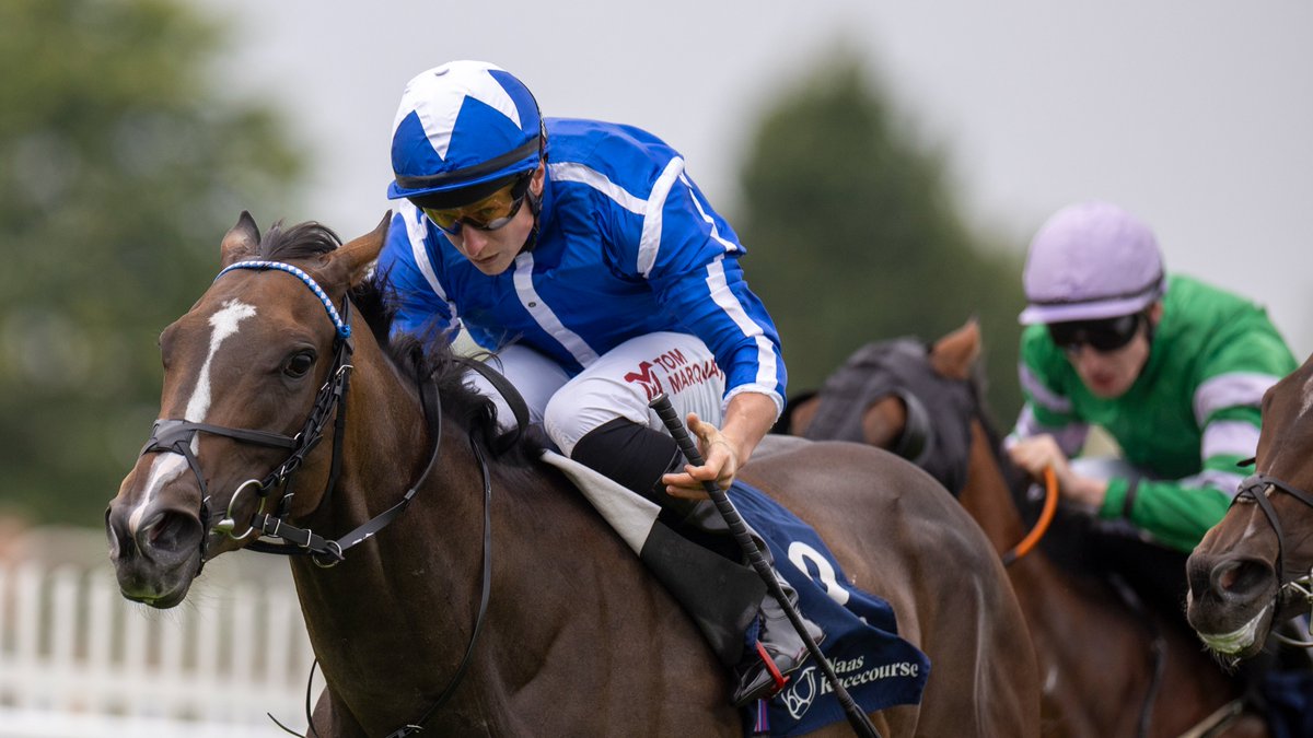 IREthoroughbred's tweet image. Raid from GB by SKY MAJESTY (IRE) pays off @NaasRacecourse in Listed @YeomanstownStud @IrishEBF_ Stakes for trainer @WilliamHaggas with @TomMarquand up; bred by Mountarmstrong Stud & sired by @DarleyEurope Blue Point (IRE) ๐ฅ๐ฏ๐