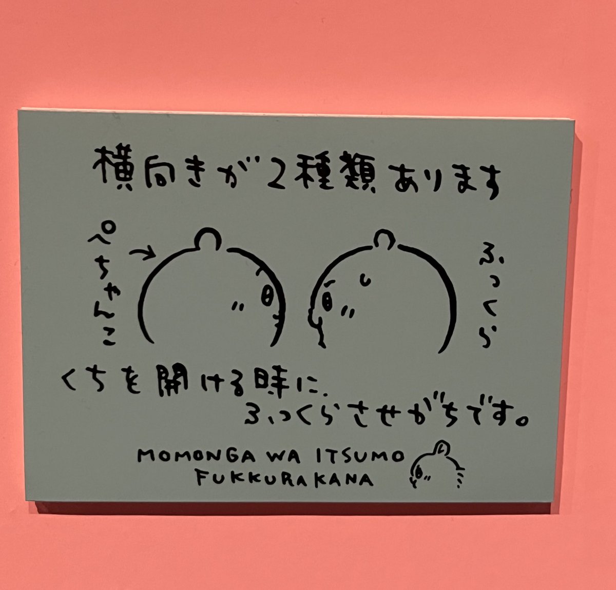 nsho_chiikawa's tweet image. 見なよ、ハチワレ
ちいちゃんの二種類の横向きを
#みなワレ
