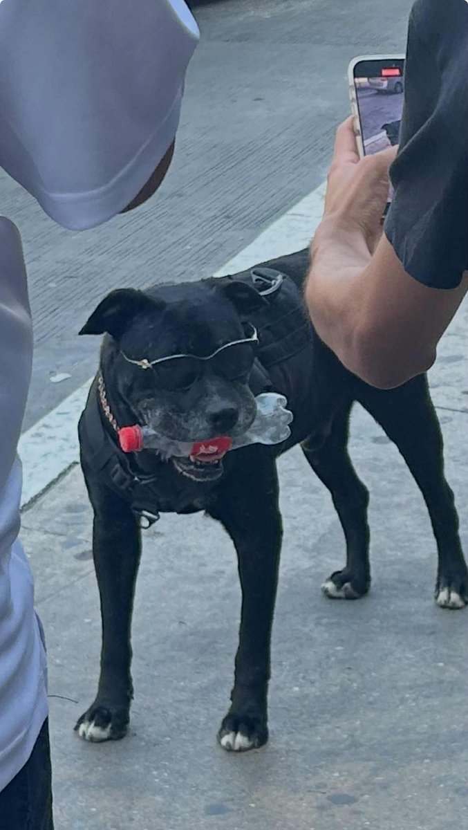The coolest dog in Tijana (spotted wandering around Avenida Revolución):
