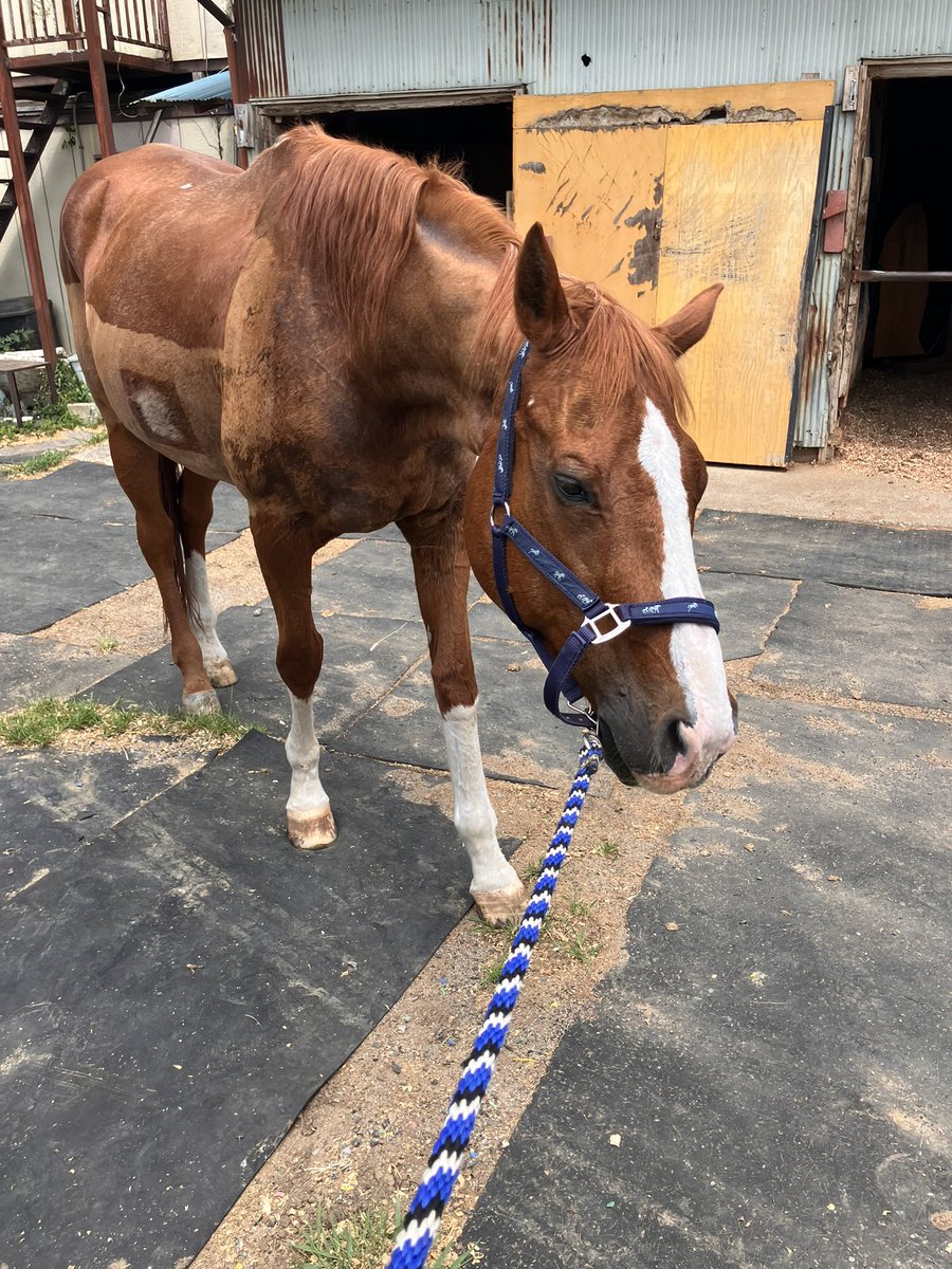 jvLVe1HRZDFTYu1's tweet image. 🐴 i love to walk and eat grass. i don't want to back home!
#拒否馬