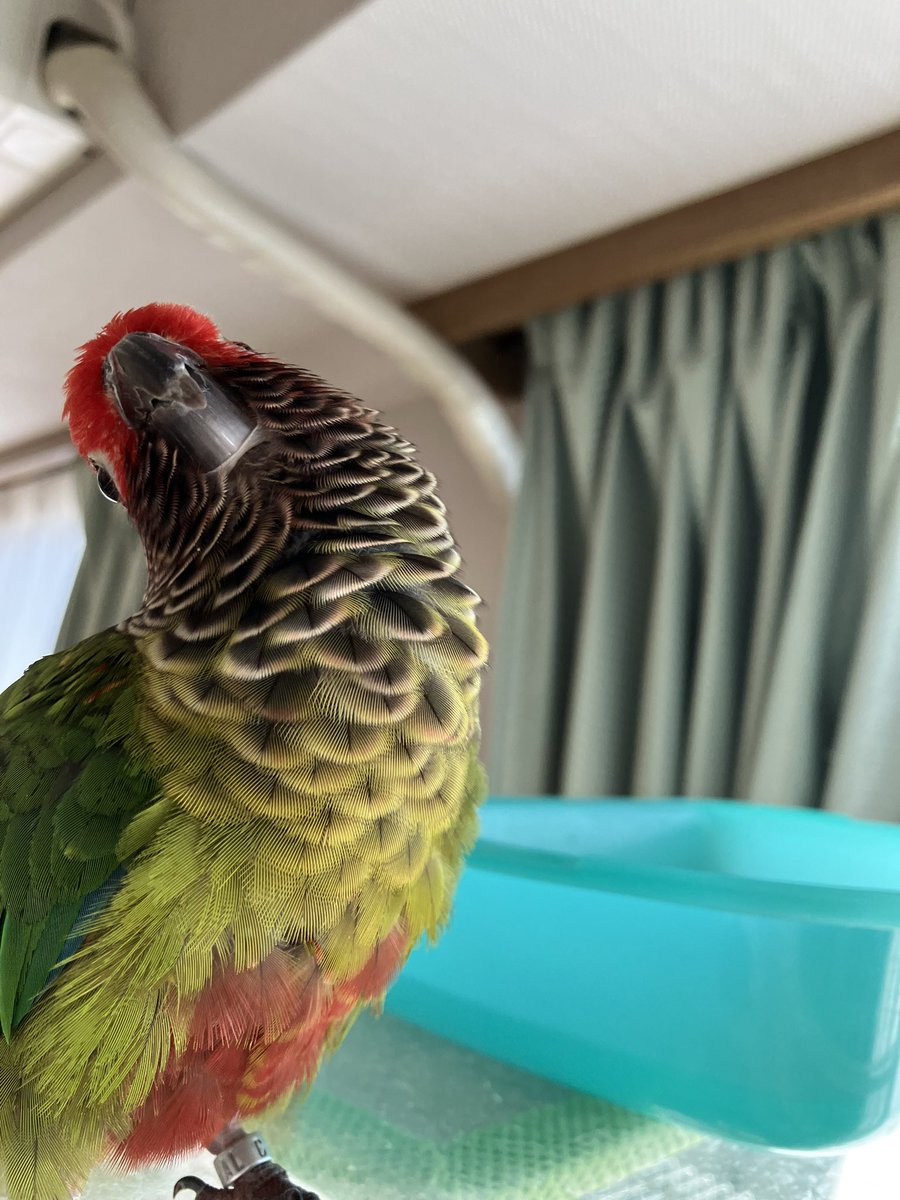 periquito36's tweet image. なぜだ！
こんなに暑いのに、水浴びはイヤと申すか！😳💦