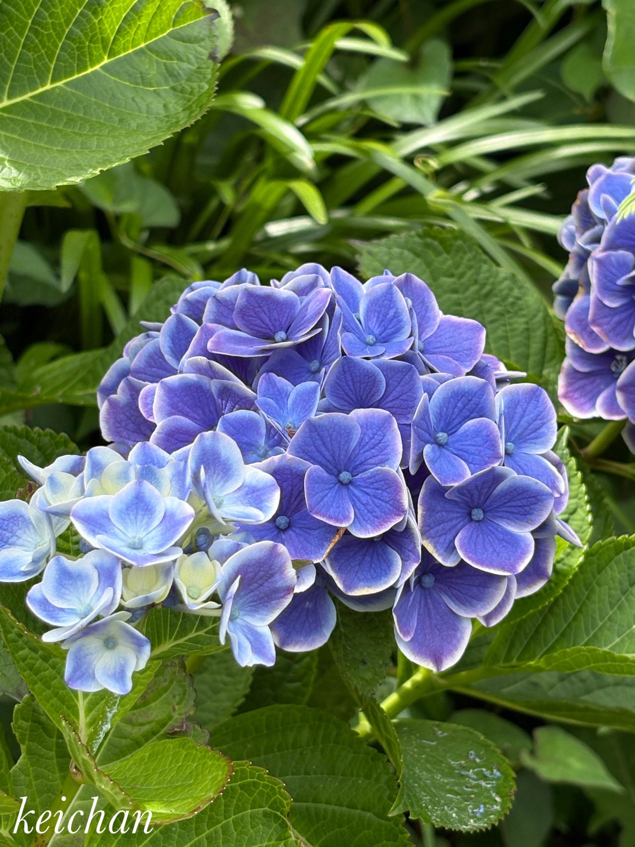 紫陽花 🚶‍♀️散歩フォト📸 東郷町の紫陽花💐 近寄らないと見られない