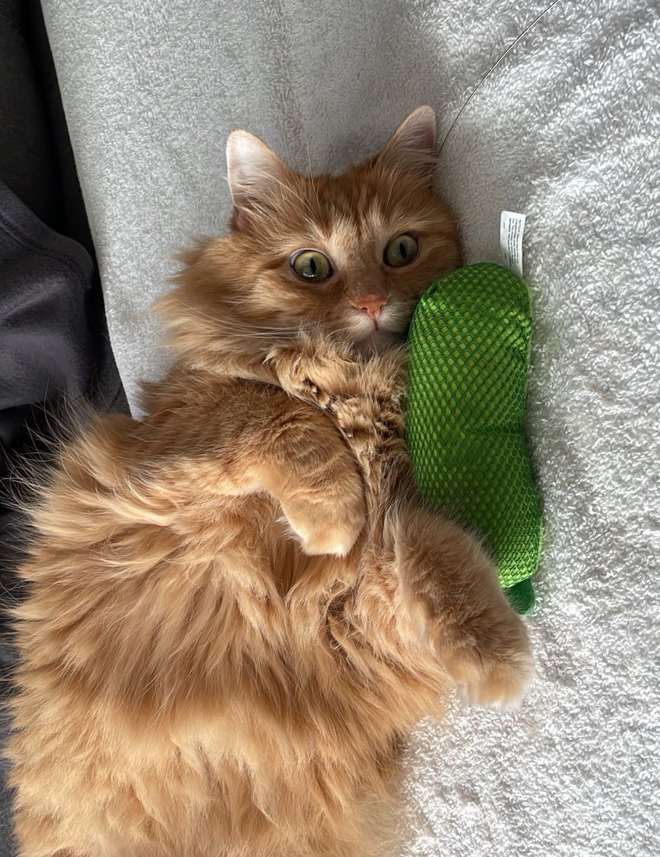 FoxieKT's tweet image. This pickle is filled with catnip and about three times a day I catch Moosey laying on top of it with her nose buried into it