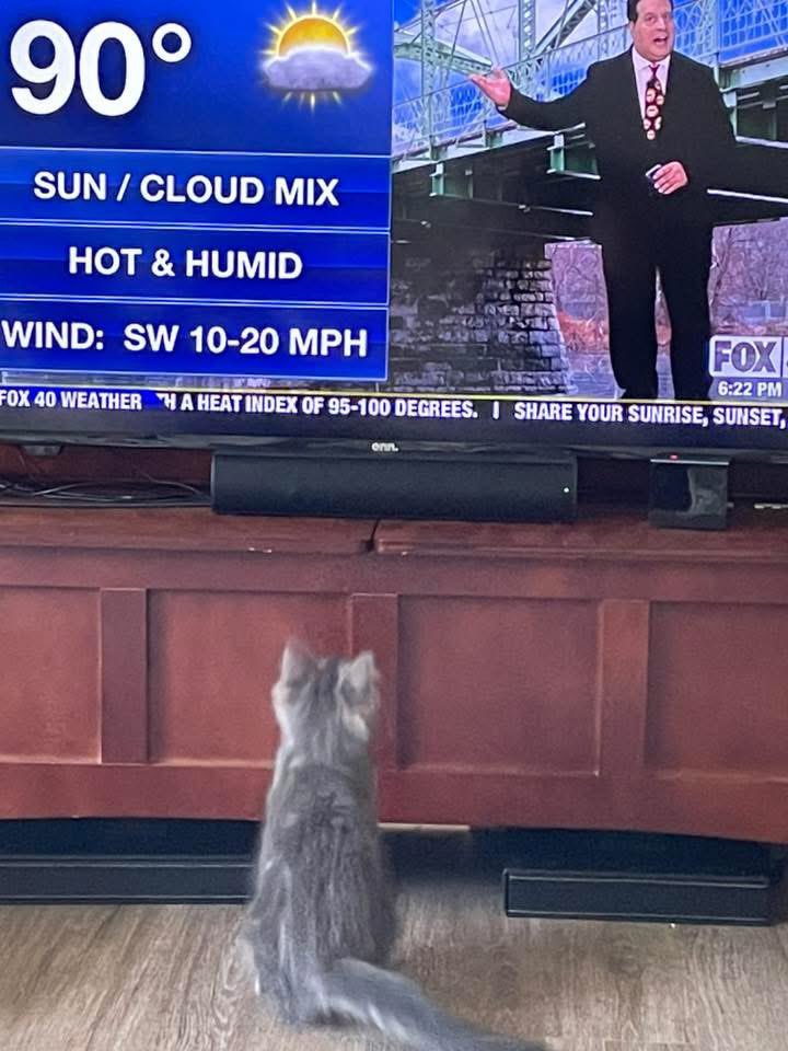 mark_tarello's tweet image. 🙂 TOO FUNNY! Even the pets watch TV when my weather forecast comes on. I think the cat was looking for the cooler weather next Wednesday! Thanks to viewer Holly Bruster for sharing the photo.