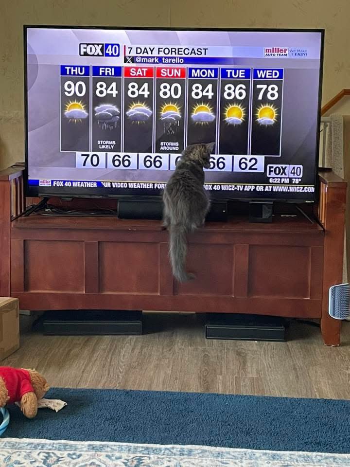 mark_tarello's tweet image. 🙂 TOO FUNNY! Even the pets watch TV when my weather forecast comes on. I think the cat was looking for the cooler weather next Wednesday! Thanks to viewer Holly Bruster for sharing the photo.