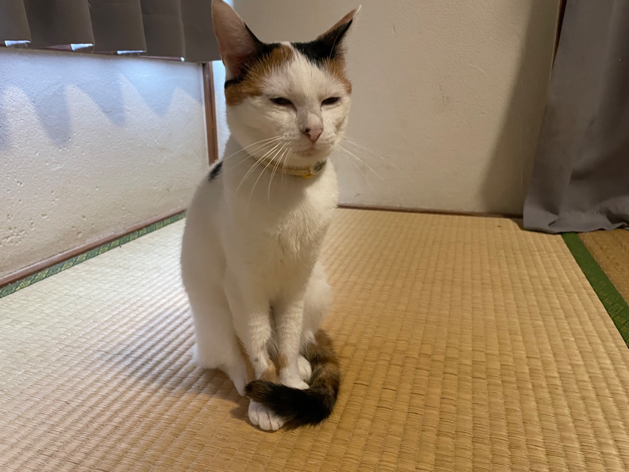 にゃんちくだいすきくらぶ on X: 