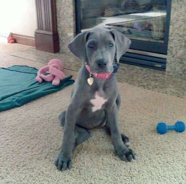 Post your dog looking like a cutie patootie.