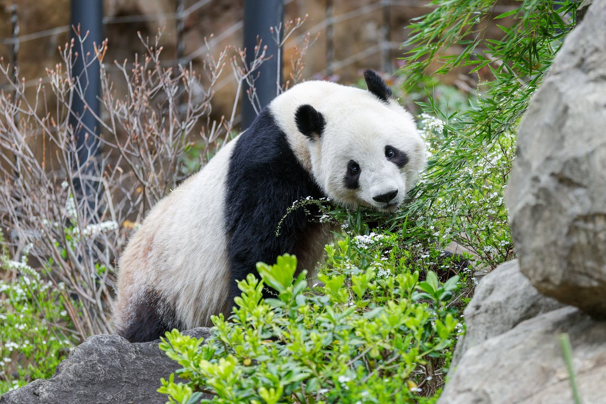 2025.03.15 SAT ☁️／☔️
屋外放飼場Ｃ
⁡
岩場に登頂中のシャオシャオ🐼🟢
⁡
英名：#giantpanda
和名：#ジャイアントパンダ
学名：#Ailuropoda_melanoleuca
名前：#シャオシャオ #XiaoXiao
　　　#暁暁
場所：#Ueno_Zoological_Gardens
　　：#上野動物園