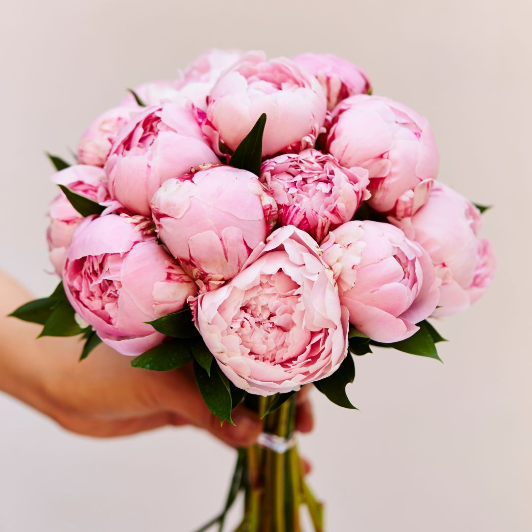 ALBION_JP's tweet image. おはようございます。
今日の誕生花は「芍薬(シャクヤク)」、花言葉は「恥じらい、はにかみ」です。
「立てば芍薬、座れば牡丹、歩く姿は百合の花」と言われるように、美人の代名詞として有名ですよね!
大輪の華やかな花姿から、ブライダルブーケとしても人気が高いそう💐
#誕生花 #花言葉…