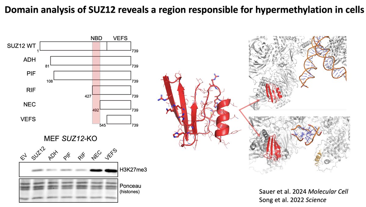 Domain analysis identifies a discrete nucleic acid-binding domain (NBD) within SUZ12 responsible for constraining PRC2 activity. CryoEM studies showed the NBD in close proximity to nucleic acids. Loss of this region (NEC, VEFS) causes global H3K27me3 hypermethylation. 11/13