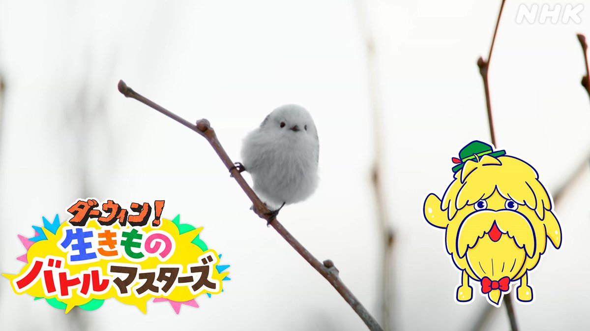 nhk_darwin's tweet image. \ #ダーウィンが来た !夏休みSP 第2弾/
「ダーウィン!生きものバトルマスターズ」
愛称は #ダーバト です!
本日のテーマは【アイドル対決】
雪の妖精シマエナガが繰り出すスゴ技
「ペロペロ!アイスエンジェル」とは!?
Eテレ あさ9時45分 もうすぐ放送ですよ~
nhk.jp/p/darwin/ts/8M…