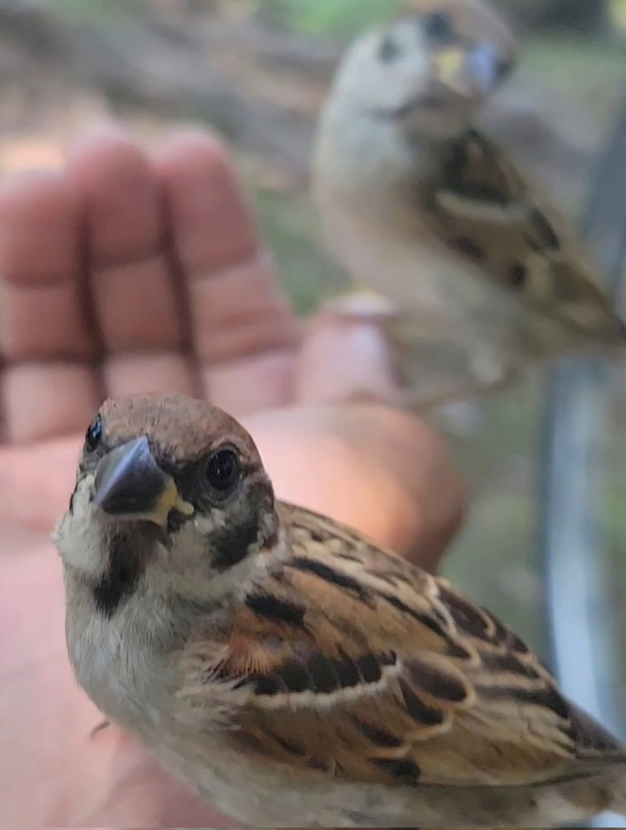 pi_pipi33's tweet image. スズメﾁｬﾝ♬
ｵﾊﾖｰｺﾞｻﾞｲﾏｽ 🐥(⁠•⁠ө⁠•⁠)⁠