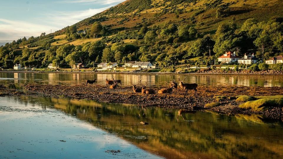 A stag party on the #IsleOfArran!
Great 📸 David Brookens
#RedDeer #LoveArran #Scotland #ScottishBanner #LoveScotland #Deer #ScotlandIsCalling #BestWeeCountry #VisitScotland