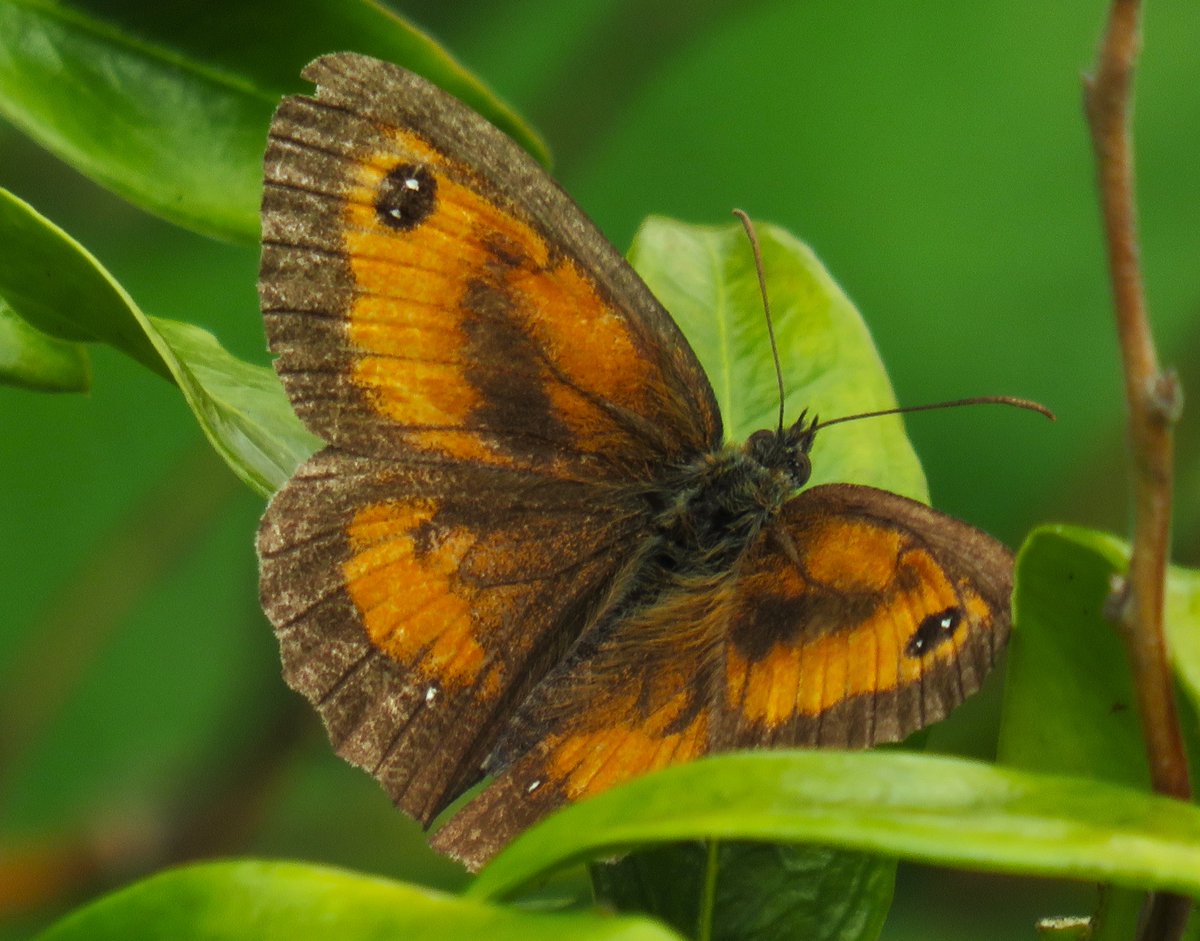 MatthewShute's tweet image. I give you this glorious Gatekeeper (Pyronia tithonus) for
#InsectThursday !
🌿 🦋 🧡 💚
