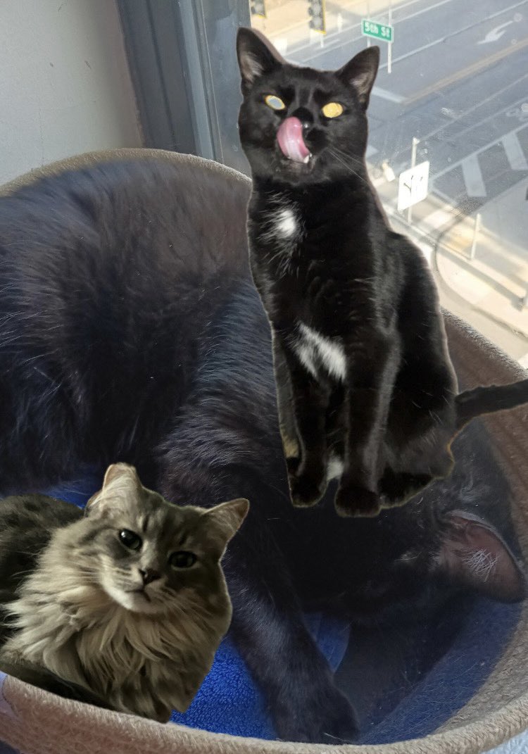 EXCUSE ME , COMING THRU FOR CUDDLES ,