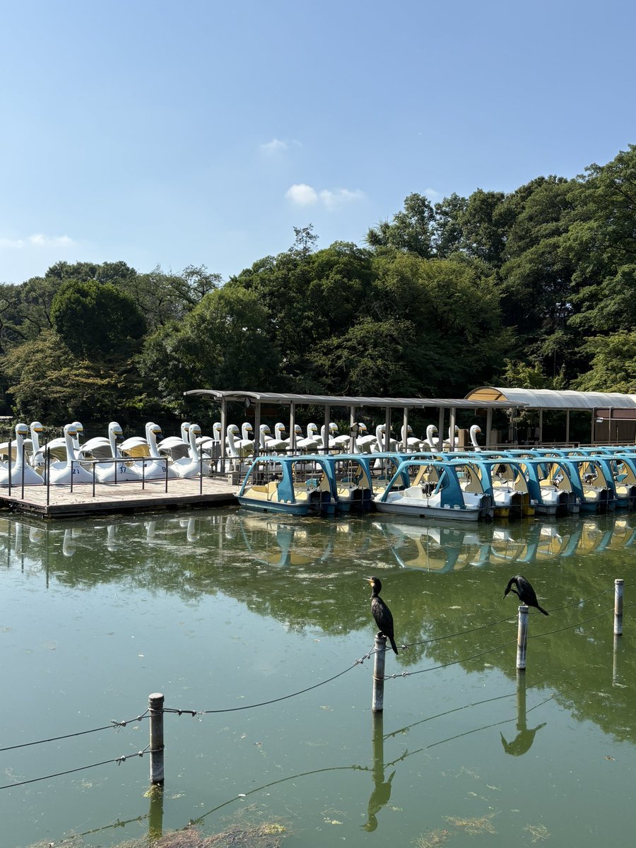 nord_base's tweet image. グッモー！井の頭公園は今日も朝から暑うございます☀️淡々粛々と業務をこなし、1秒でも早く帰ろうと思います、どうぞ。