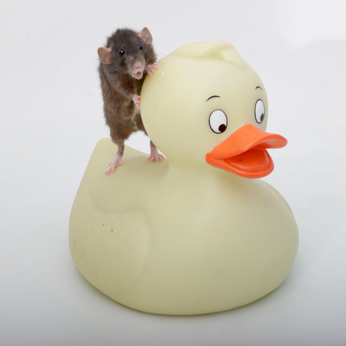 Rattrixs's tweet image. My dwarfs excitedly showing off their newest noble steed!