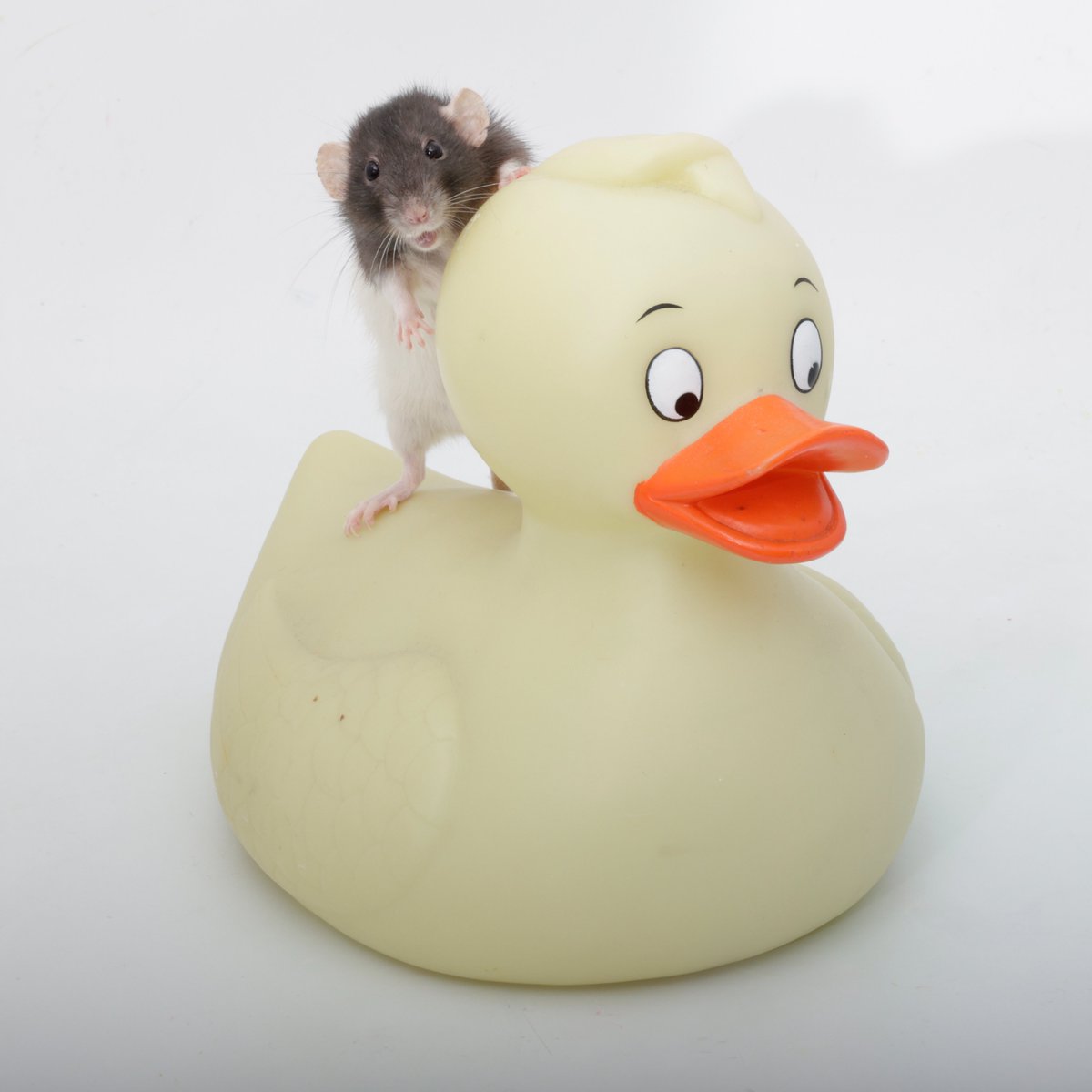 Rattrixs's tweet image. My dwarfs excitedly showing off their newest noble steed!